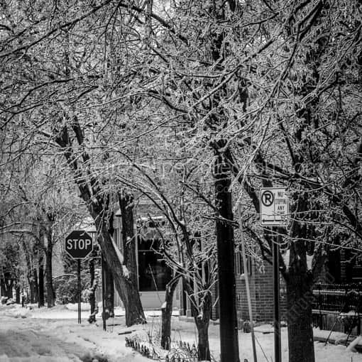 Trees Weighed Down by Ice on Beck Street in German Village -- Columbus Black and White Wall Art