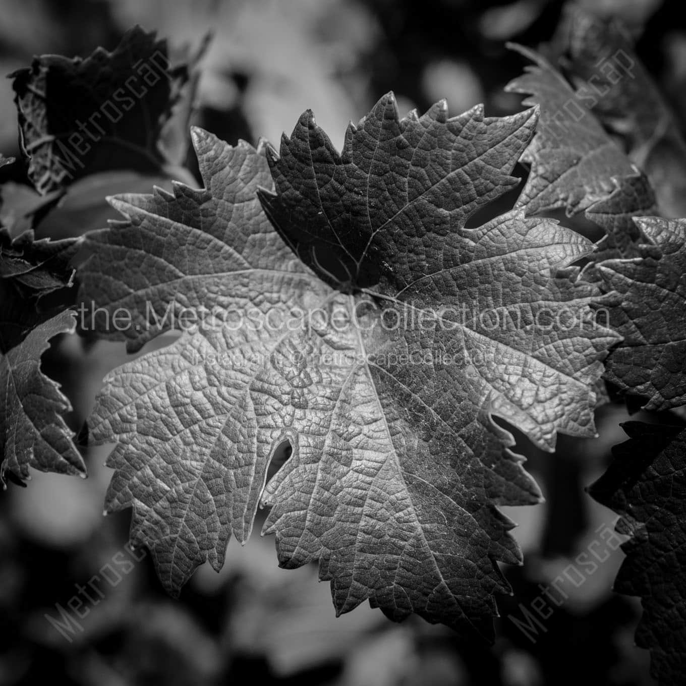 A Napa Valley Vineyard Leaf Wall Art square crop