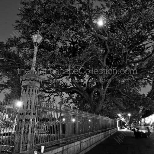 A Giant Oak Tree in Jackson Square under a Full Moon -- New Orleans Black and White Wall Art