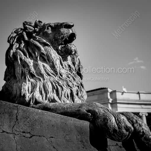 A Lion in the Denver Civic Center Park -- Denver Black and White Wall Art