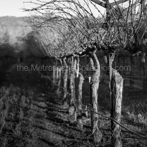 A Row of Grapevines -- Napa-Valley Black and White Wall Art