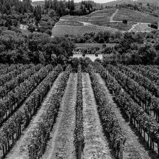 Rows of Grapevines in Napa California -- Napa-Valley Black and White Wall Art