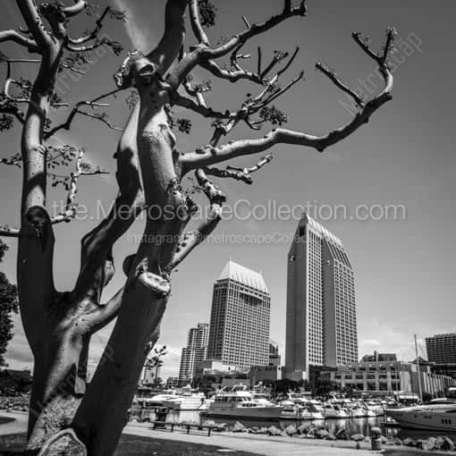 The San Diego Marina -- San Diego Black and White Wall Art