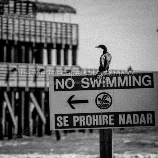 Se Prohibe Nadar -- Galveston Black and White Wall Art