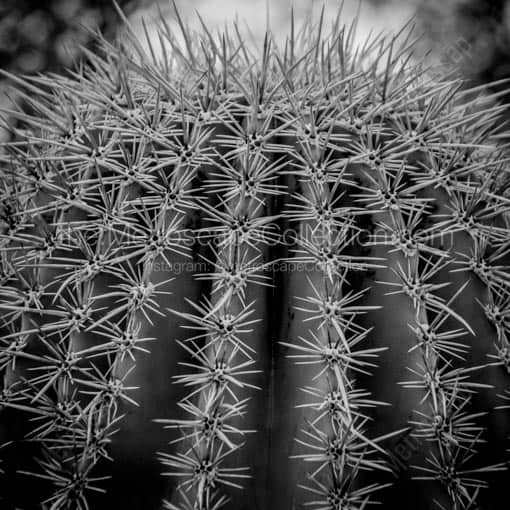 Spikes on a Saguaro Cactus -- Phoenix Black and White Wall Art