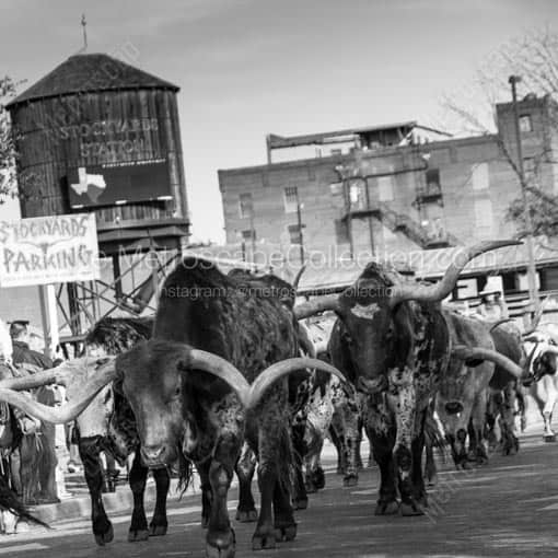 The Stockyard Cattle Drive -- Fort Worth Black and White Wall Art
