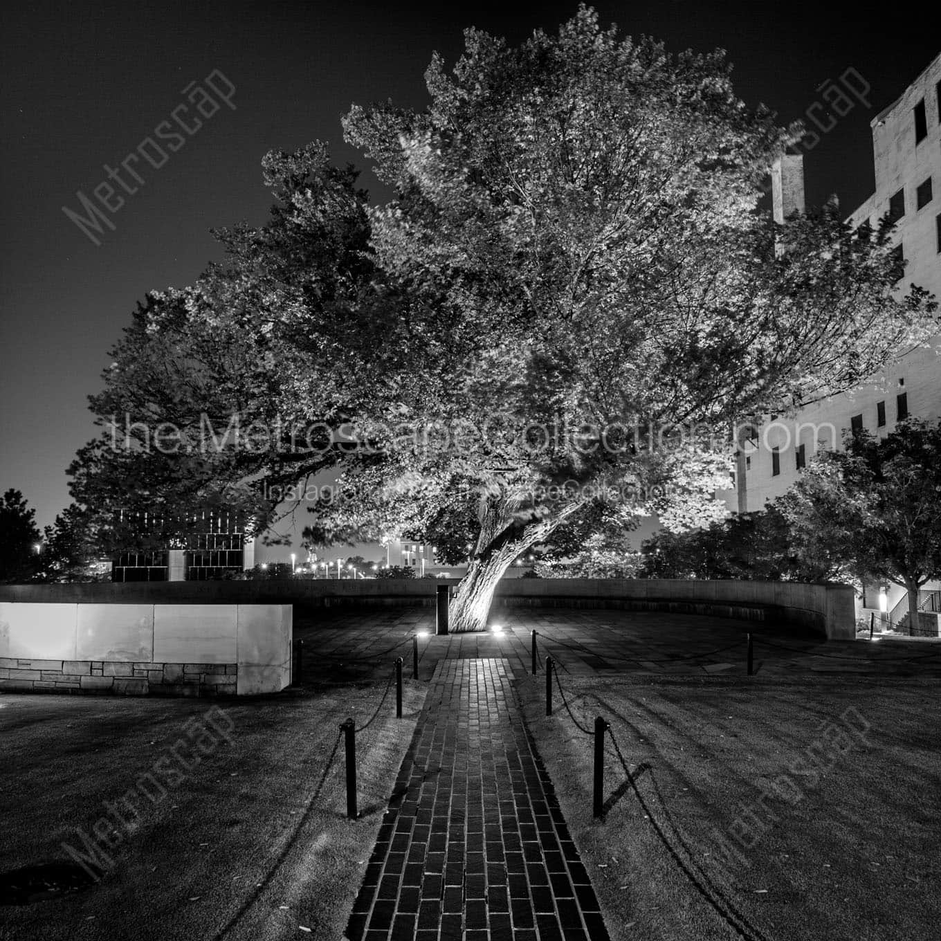The Survivor Tree at the Oklahoma CIty Memorial Wall Art square crop