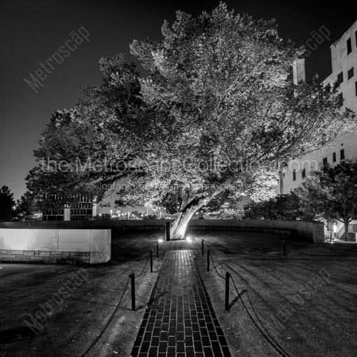 The Survivor Tree at the Oklahoma CIty Memorial -- Oklahoma City Black and White Wall Art