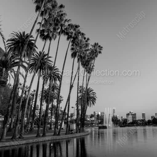 Tall Palms in Echo Park Los Angeles -- Los Angeles Black and White Wall Art