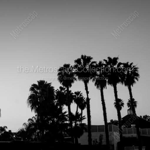 Washingtonia Palm Trees on Coronado Island -- San Diego Black and White Wall Art