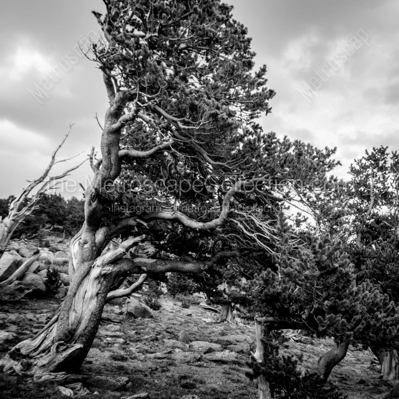 A Wind-Swept Pine at the Mt Evans Tree Line Wall Art square crop